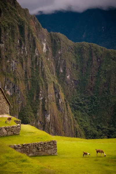 Machu Picchu Peru otlar üzerinde otlatma alpaka