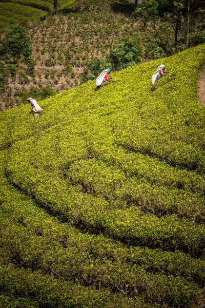 Frauen pflücken Teeblätter in ländlichen Hanglagen — Stockfoto