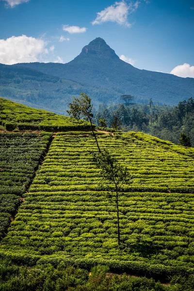 Adam Peak Sri Lanka circondato da piantagioni di tè — Foto Stock