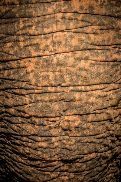 A yakın çekim bir fil gövde