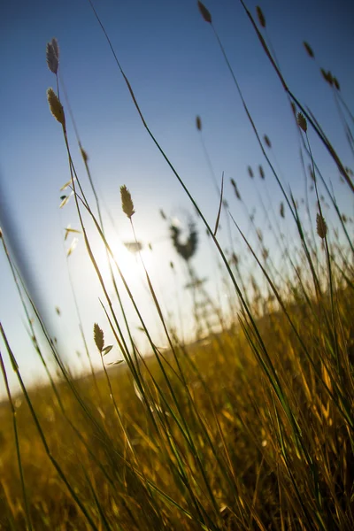 Yel değirmeni kırsal buğday alanında standları
