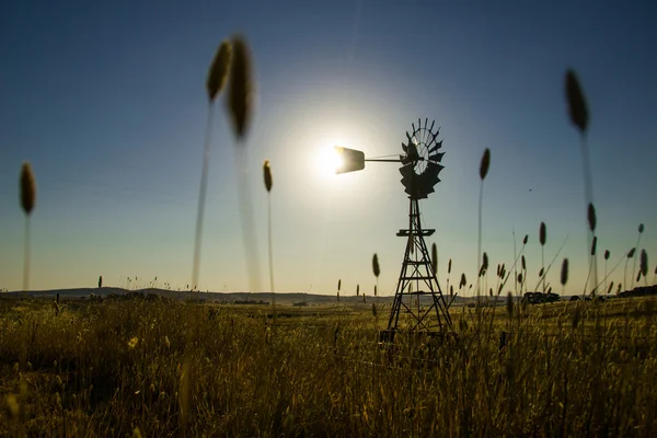 Buğday alanında günbatımında yel değirmeni