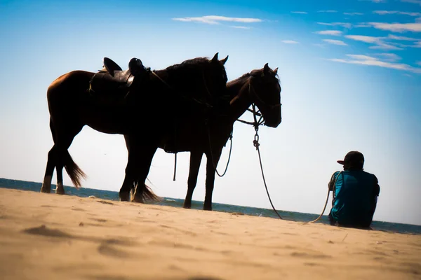 İki atı at wrangler ile Sahil kumu üzerinde duran