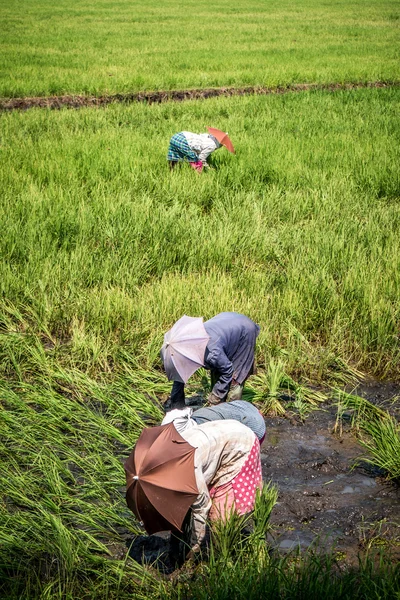 Rizs paddy field ázsiai munkavállalók — Stock Fotó