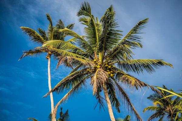 parlak mavi gökyüzü palmiye ağaçları