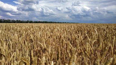 Tarlada olgunlaşmış buğday başakları
