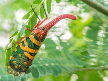 Lanternflies yakın çekim