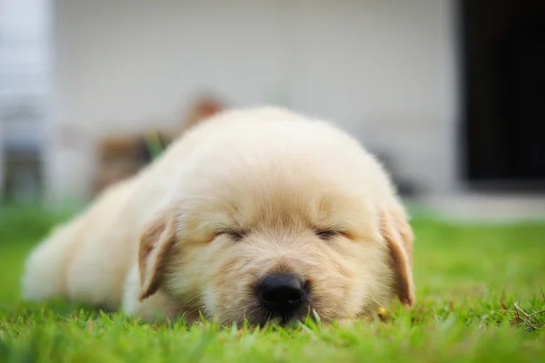 Çimenlerin üzerinde köpek yavrusu yatmak boşluk sağ. — Stok fotoğraf