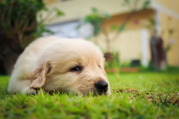 Cachorro dormir en la hierba con espacio de copia a la derecha . —  Fotos de Stock