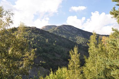  Açık bir yaz gününde, önünde dağlar ve huş ağaçları olan bir manzara.