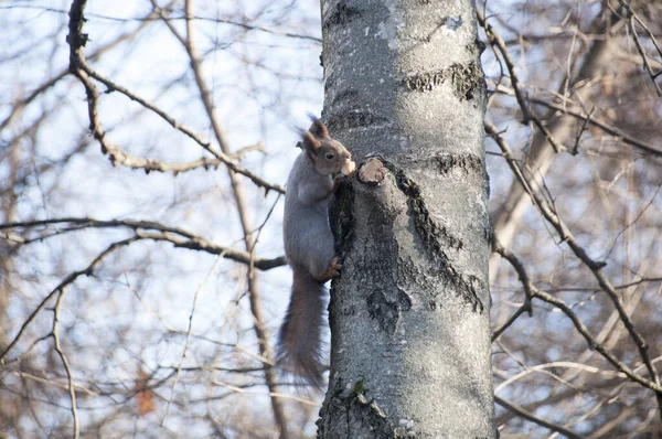 霜の降る秋の日に公園の白樺の幹に食べ物が見つかったリス — ストック写真