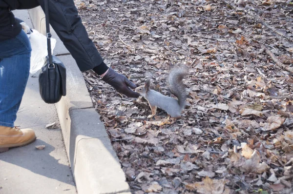 Herbstmorgen Füttern Die Menschen Den Gassen Des Parks Eichhörnchen — Stockfoto