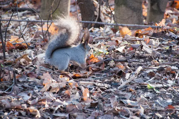 Écureuil Cherche Nourriture Parmi Les Feuilles Les Branches Tombées Sol — Photo