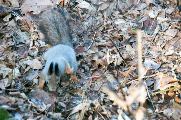Ένας Σκίουρος Στο Δάσος Του Φθινοπώρου Ψάχνει Για Τροφή Ανάμεσα — Φωτογραφία Αρχείου