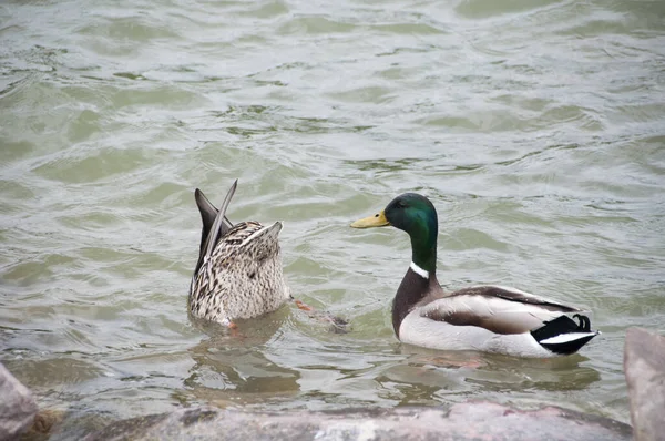 Two ducks swim in the pond. One duck swims vertically