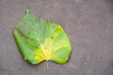 Gri asfaltta ağaçtan düşmüş sarı-yeşil bir yaprak var..