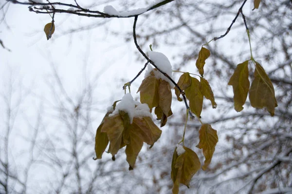 Últimas Grandes Hojas Verdes Árbol Antes Del Invierno —  Fotos de Stock