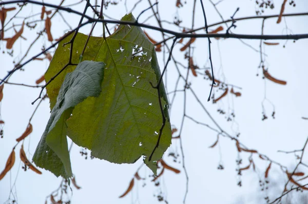 秋の日 木の枝に最後の緑の葉 — ストック写真