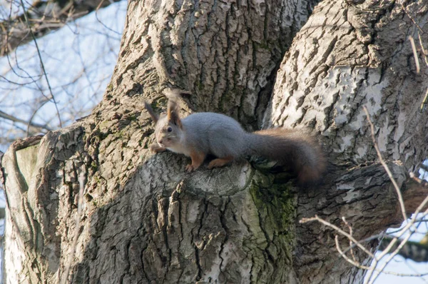 Herbstwald Grauhörnchen Auf Einem Baumstamm Herbsttag — Stockfoto