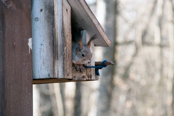 Bosque Otoño Ardilla Una Casa Madera Mundo Animal Región Moscú — Foto de Stock