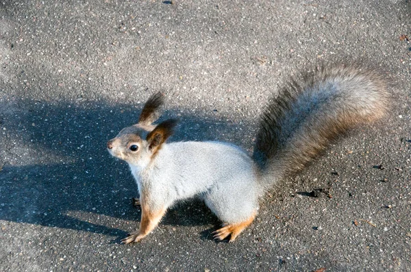 Squirrel Stopped Asphalt Warm Autumn Day Squirrel Ruffled Its Tail — Stock Photo, Image