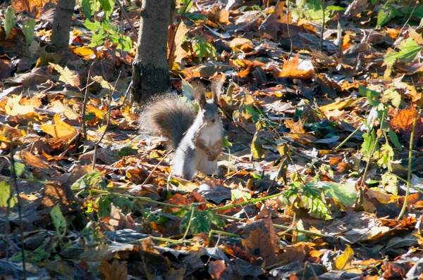 Herbstwald Mit Abgefallenen Blättern Das Eichhörnchen Sitzt Auf Blättern Auf — Stockfoto