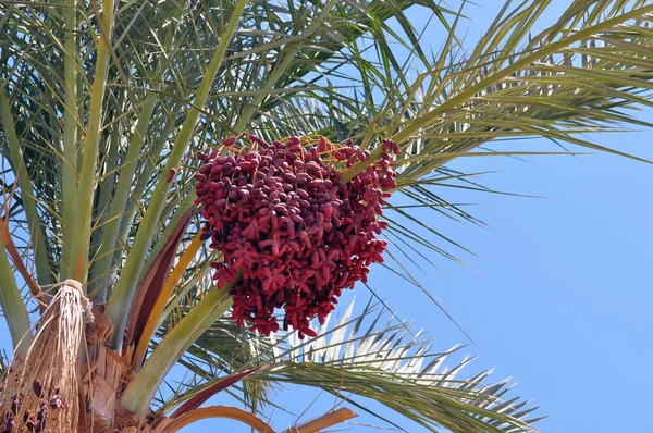 Palmera Frutas Maduras Dátiles Una Rama Las Ramas Verdes Palmera — Foto de Stock