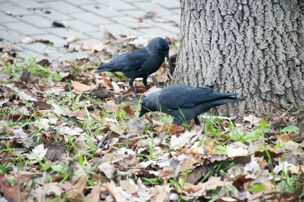 Jackdaws Search Food Old Foliage Two Jackdaws Tree — Stock Photo, Image