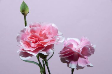 Çalı karanfili, Sevgililer Günü. Pembe arkaplan.