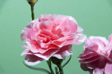 Sevgililer Günü. Mavi arka planda çalı çiçeği.