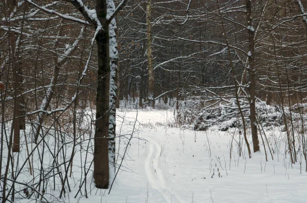 Winterwaldpanorama Zwischen Den Bäumen Wird Eine Skipiste Zum Skifahren Angelegt — Stockfoto