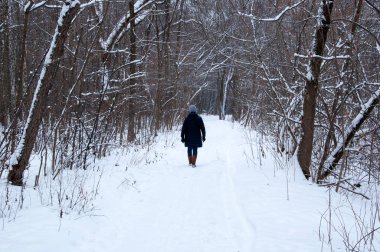Açık bir kış gününde kış ormanlarında yürümek.
