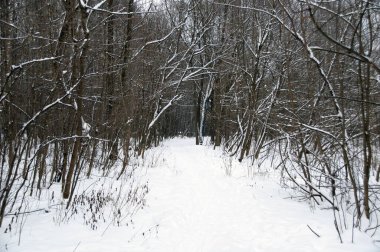 Ağaçların arasındaki kış parkında karlı bir yol. Aydınlık bir kış gününde.