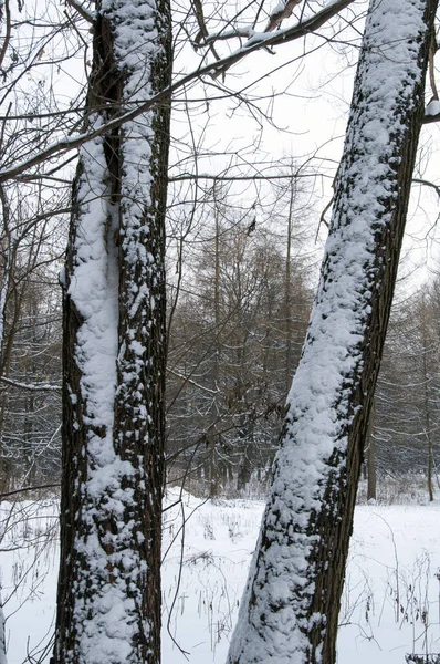 冬の日に雪の森の中で2本の幹の眺め — ストック写真