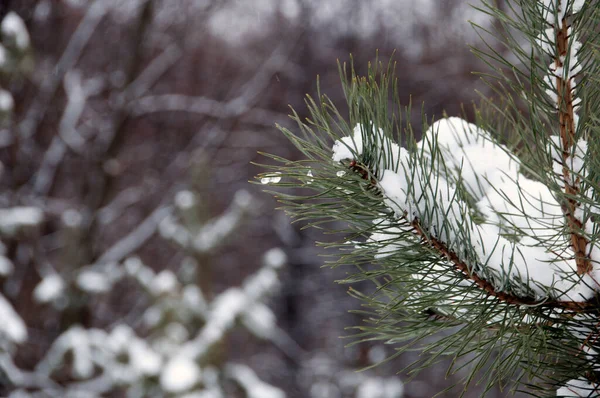 雪のあるふわふわの緑の松の枝 — ストック写真