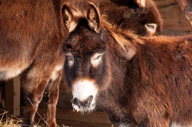 Soğuk bir kış gününde açık bir alanda yürüyen iki eşek.