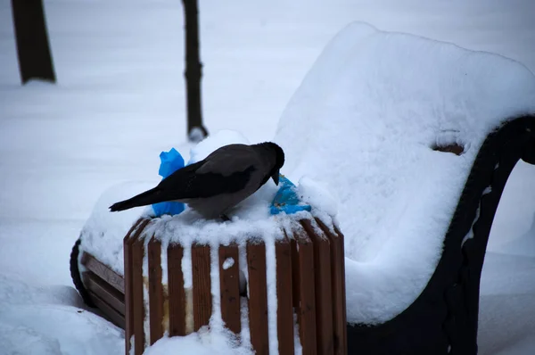 Hooded Crow Takes Out Garbage Bag Lies Urn Snow Covered — Stock Photo, Image