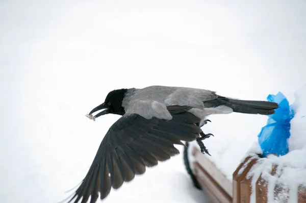 Hooded Crow Took Food Blue Bag Trash Can Flew Away — Stock Photo, Image