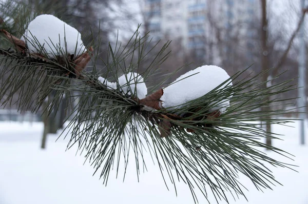 Ramo Pinheiro Com Folhas Velhas Secas Bonés Neve Caída — Fotografia de Stock