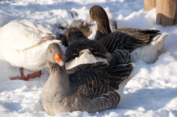 Beyaz Gri Kazlar Karda Yiyecek Arıyorlar Kışın Çiftlikte Stok Resim