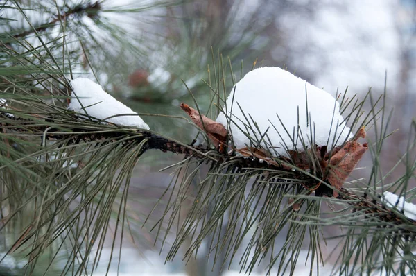 Фон Зеленая Сосновая Ветка Шапками Падающего Снега Старыми Листьями — стоковое фото