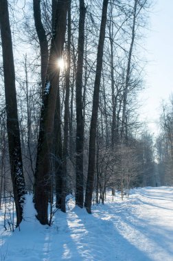 Parkta güneşli bir kış gününde. Güneş uzun ağaçların arasından görünür..