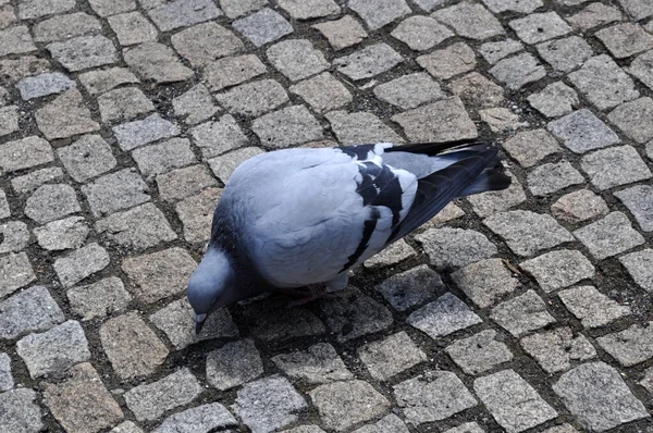 Dove Bruku Bruku Ciepły Letni Dzień — Zdjęcie stockowe