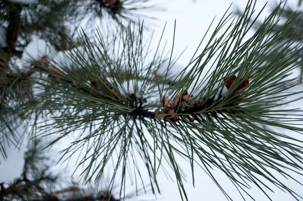 Une Grande Branche Duveteuse Pin Aux Feuilles Séchées Neige Tombée — Photo