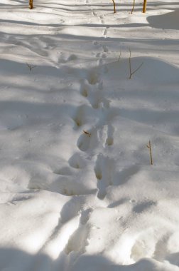 Kar üzerinde insanların ve hayvanların ayak izleri, kış günü.
