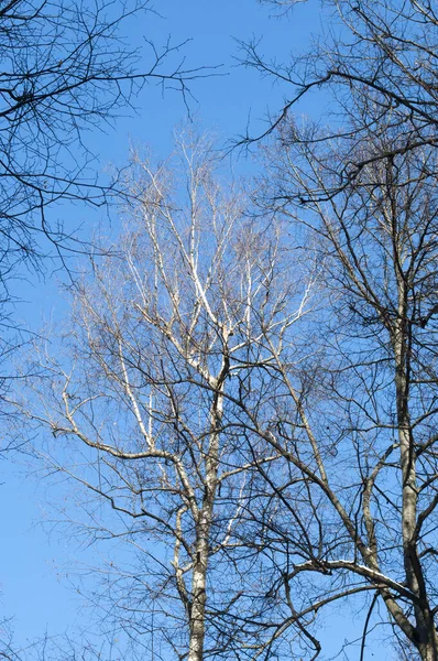 Ramos Superiores Uma Árvore Vidoeiro Sem Folhas Contra Céu Sem — Fotografia de Stock