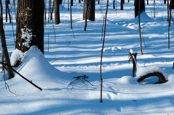 木々や動物の足跡を持つ雪の森 晴れた日 — ストック写真