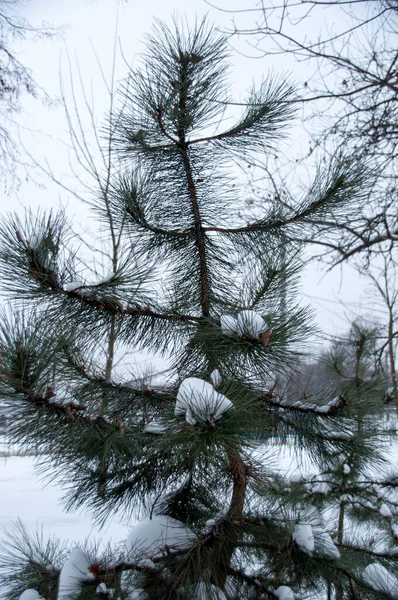 ふわふわの枝と雪の小さな緑のスプルース — ストック写真