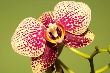 Orkide çiçeği pembe-beyazdır. Arkaplan, doku, açık arkaplan arkaplan orkidesi çiçeği.