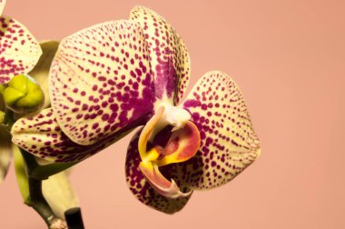 Pembe arka planda orkide çiçeği. Orkide çiçeği yaklaş..